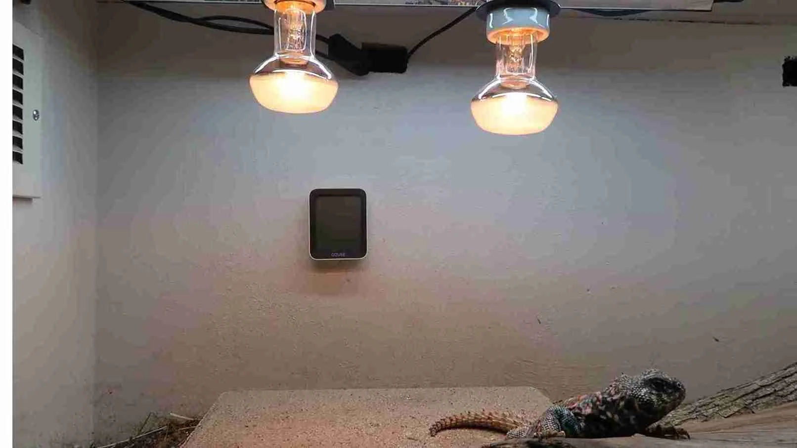 bearded dragon heat lamp