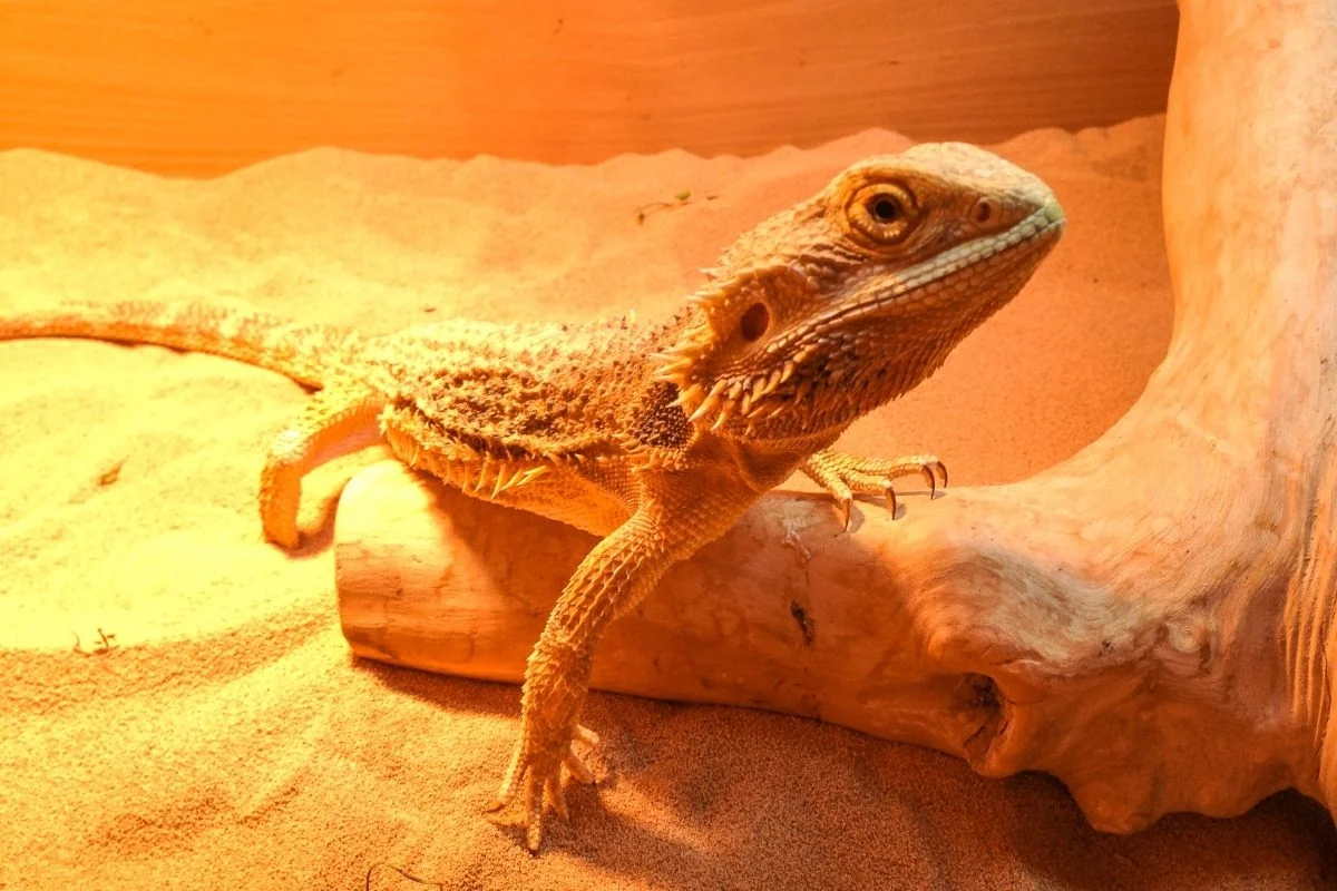 bearded dragon uvb