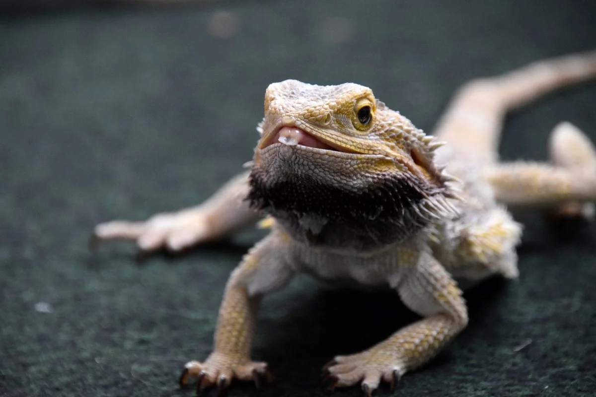 bearded dragon appetite