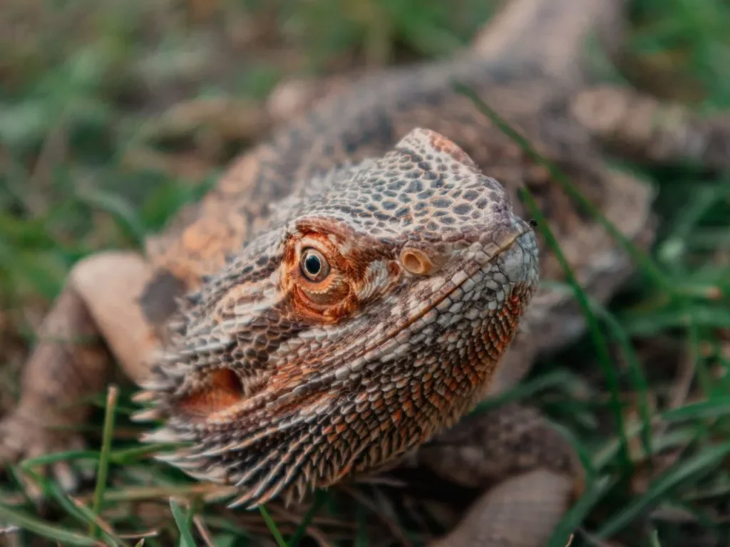 handling bearded dragon