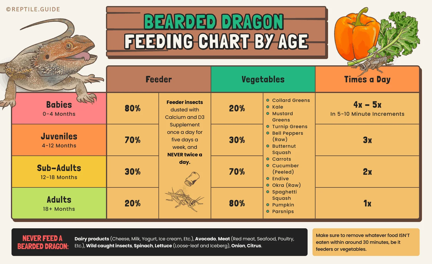 bearded dragon calcium