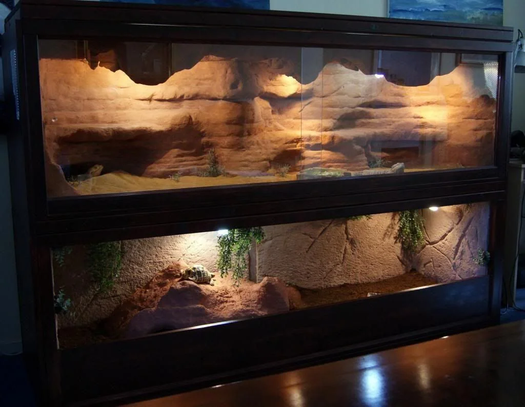 bearded dragon feeding station