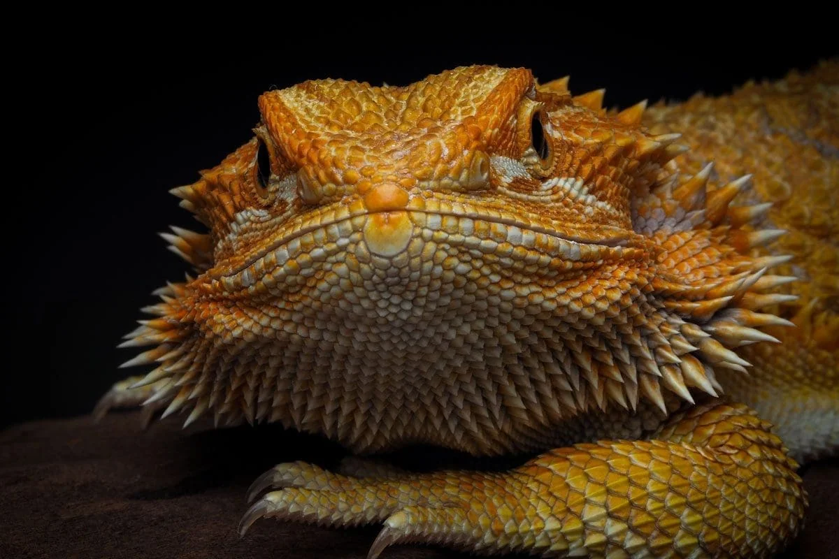 bearded dragon happy