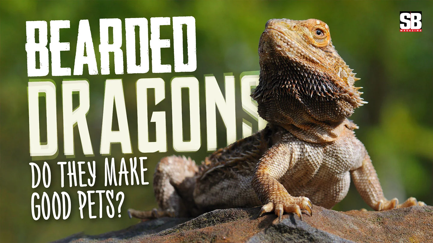 bearded dragon bonding