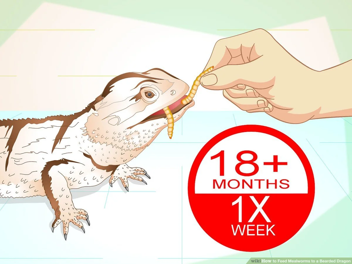 bearded dragon feeding schedule