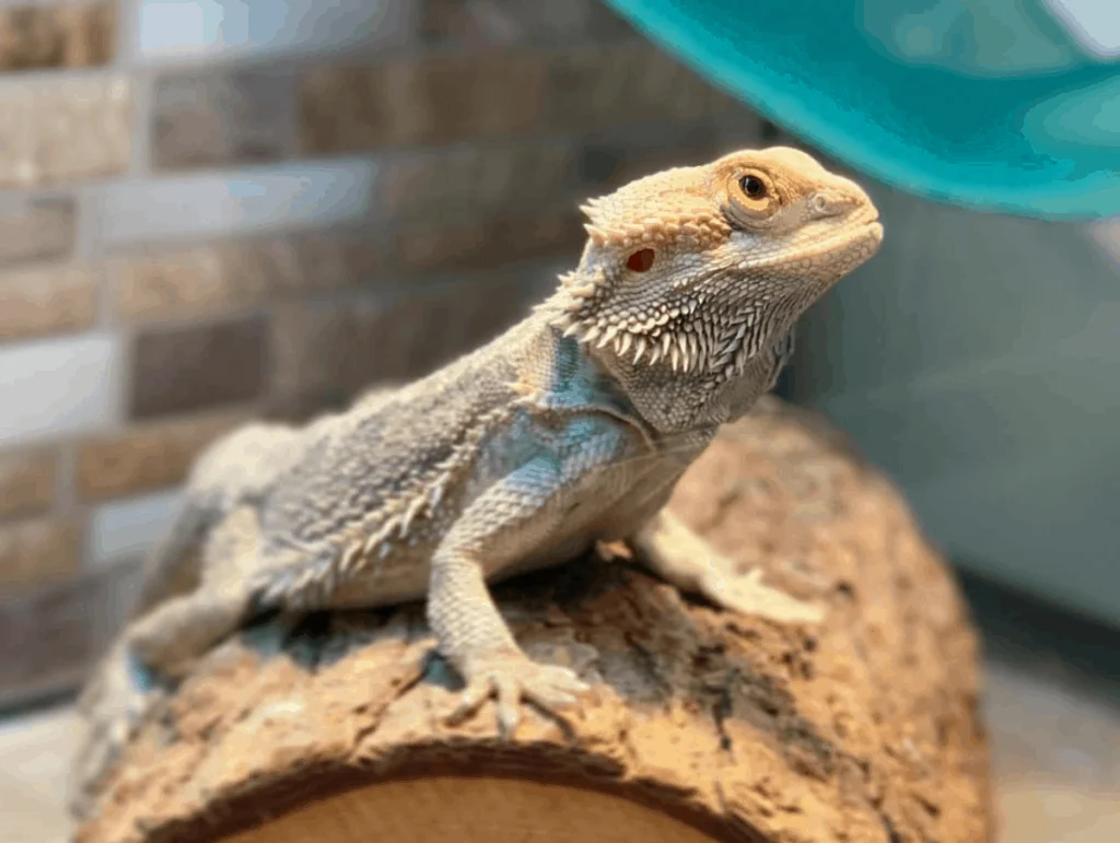 bearded dragon water