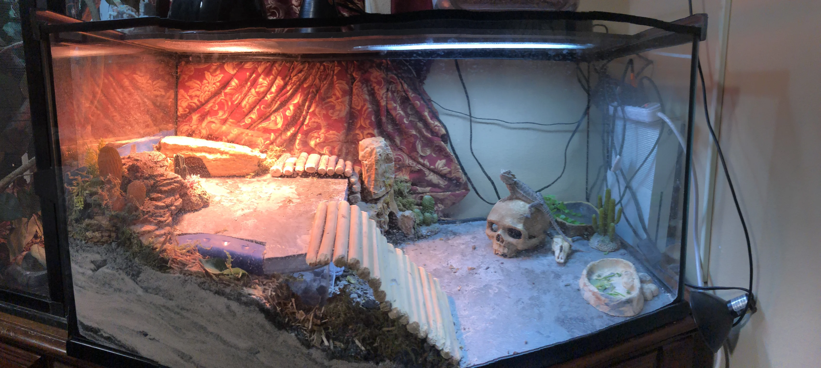 bearded dragon habitat cleaning