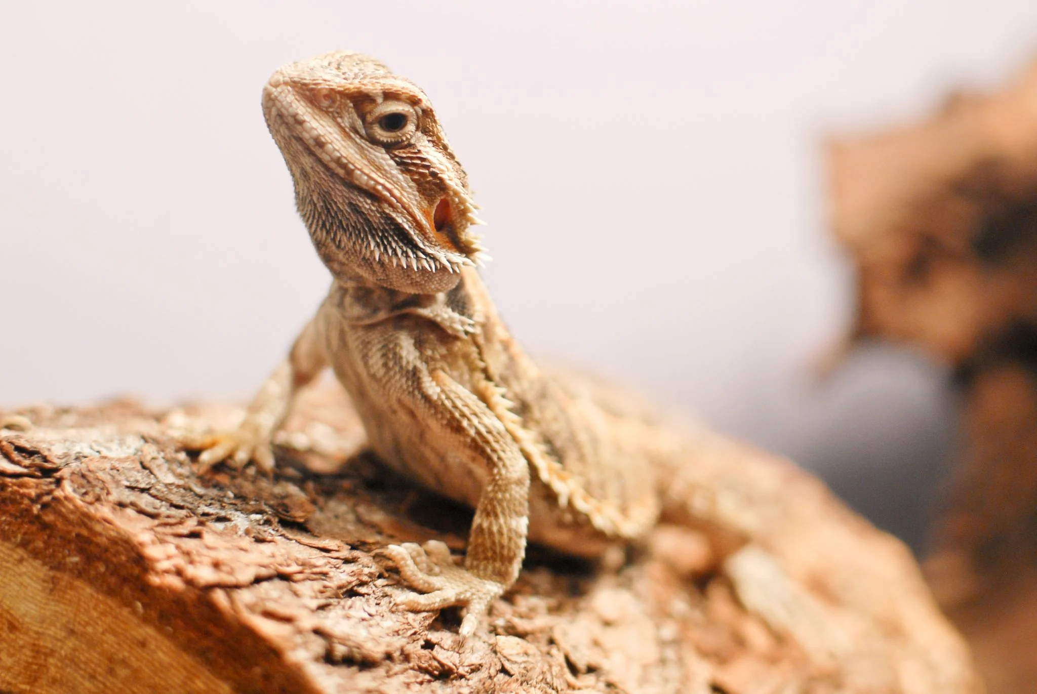 bearded dragon uvb output levels