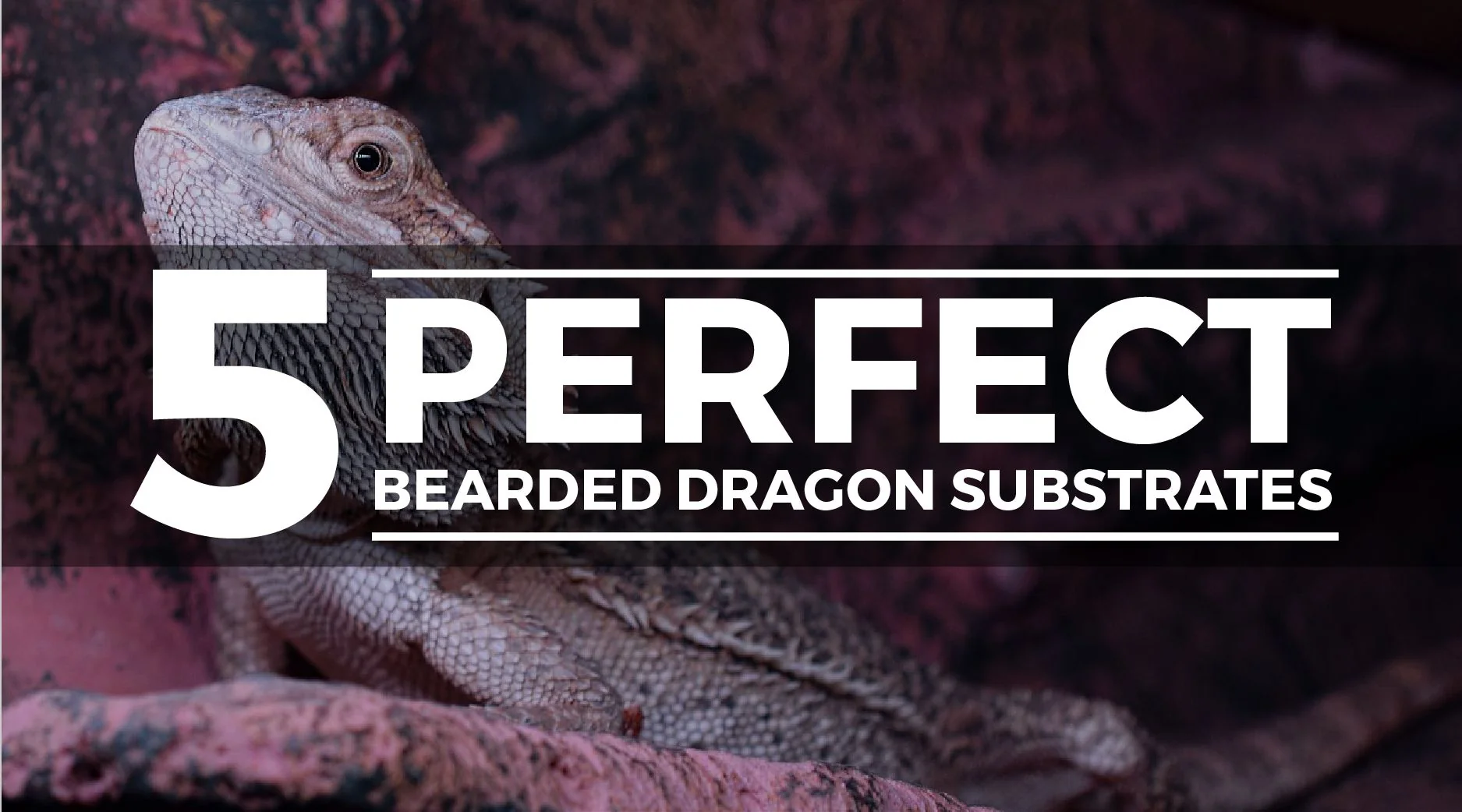 bearded dragon reptile carpet
