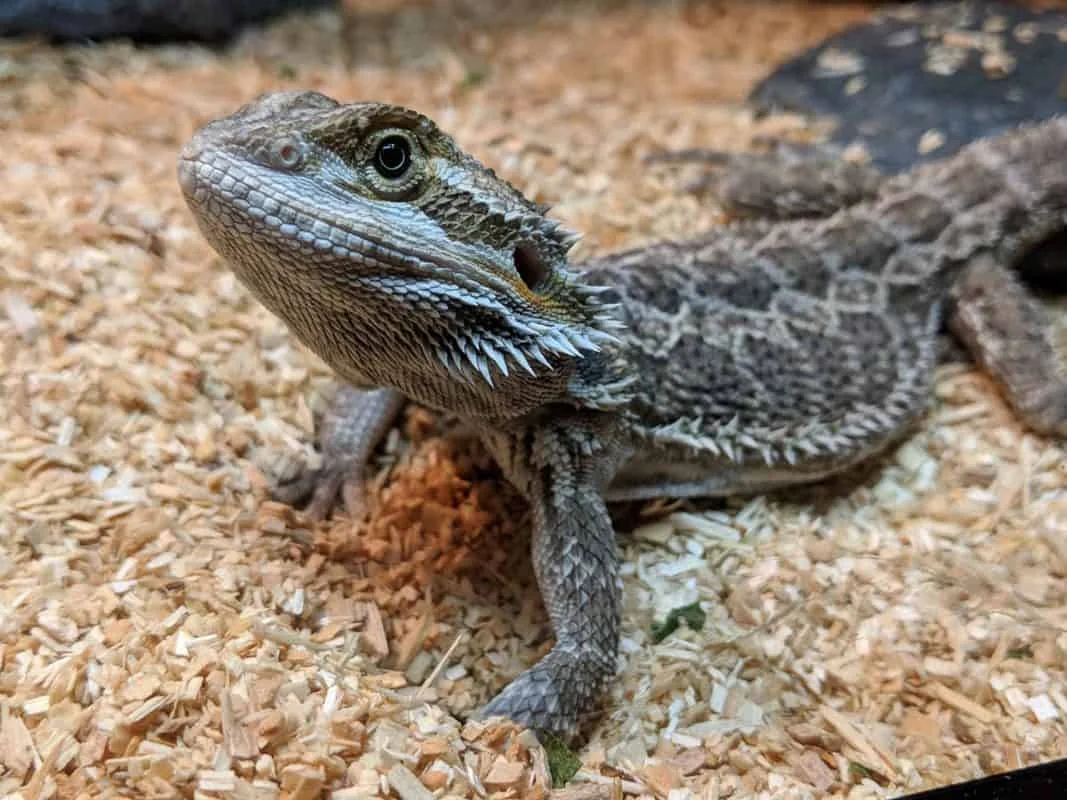 bearded dragon tile
