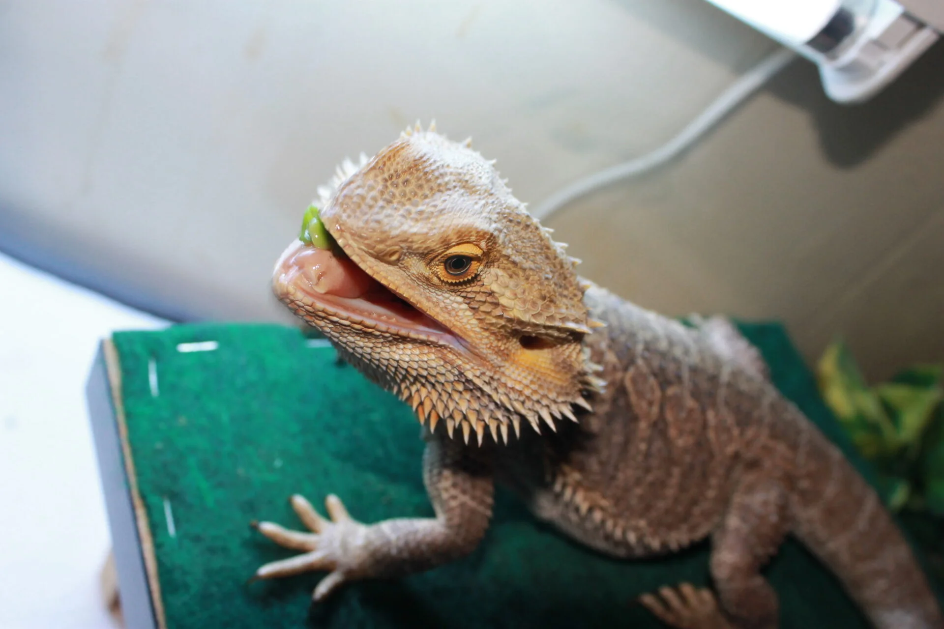 img/224_bearded-dragon-exercise-play-1.webp