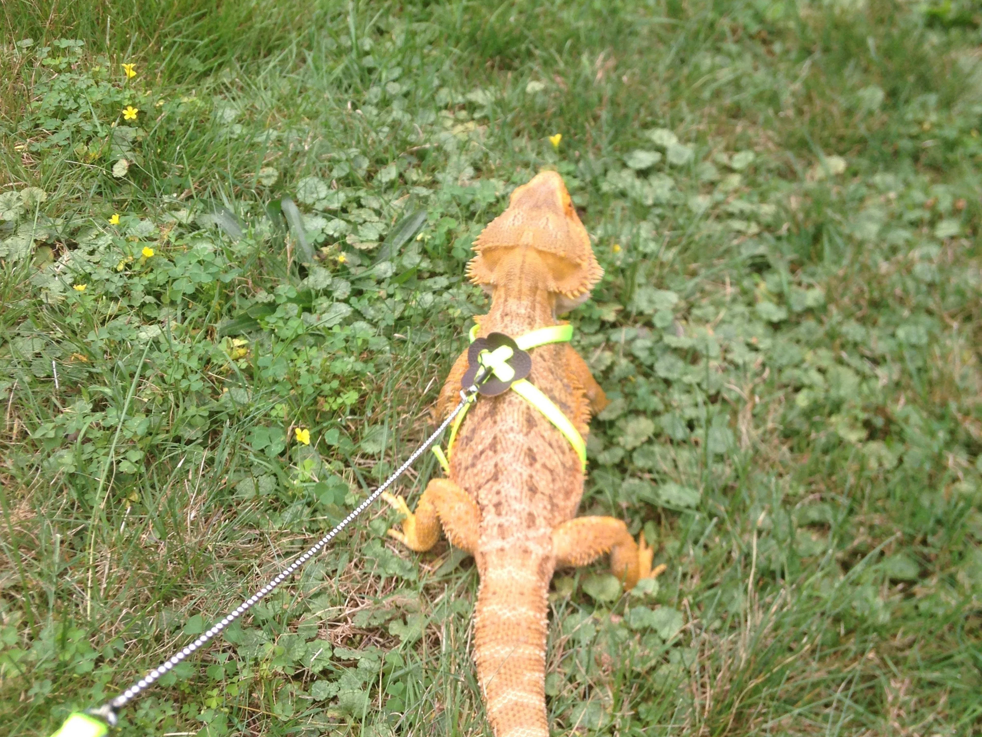 bearded dragon exercise play 5