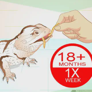 img/226_bearded-dragon-eating.webp