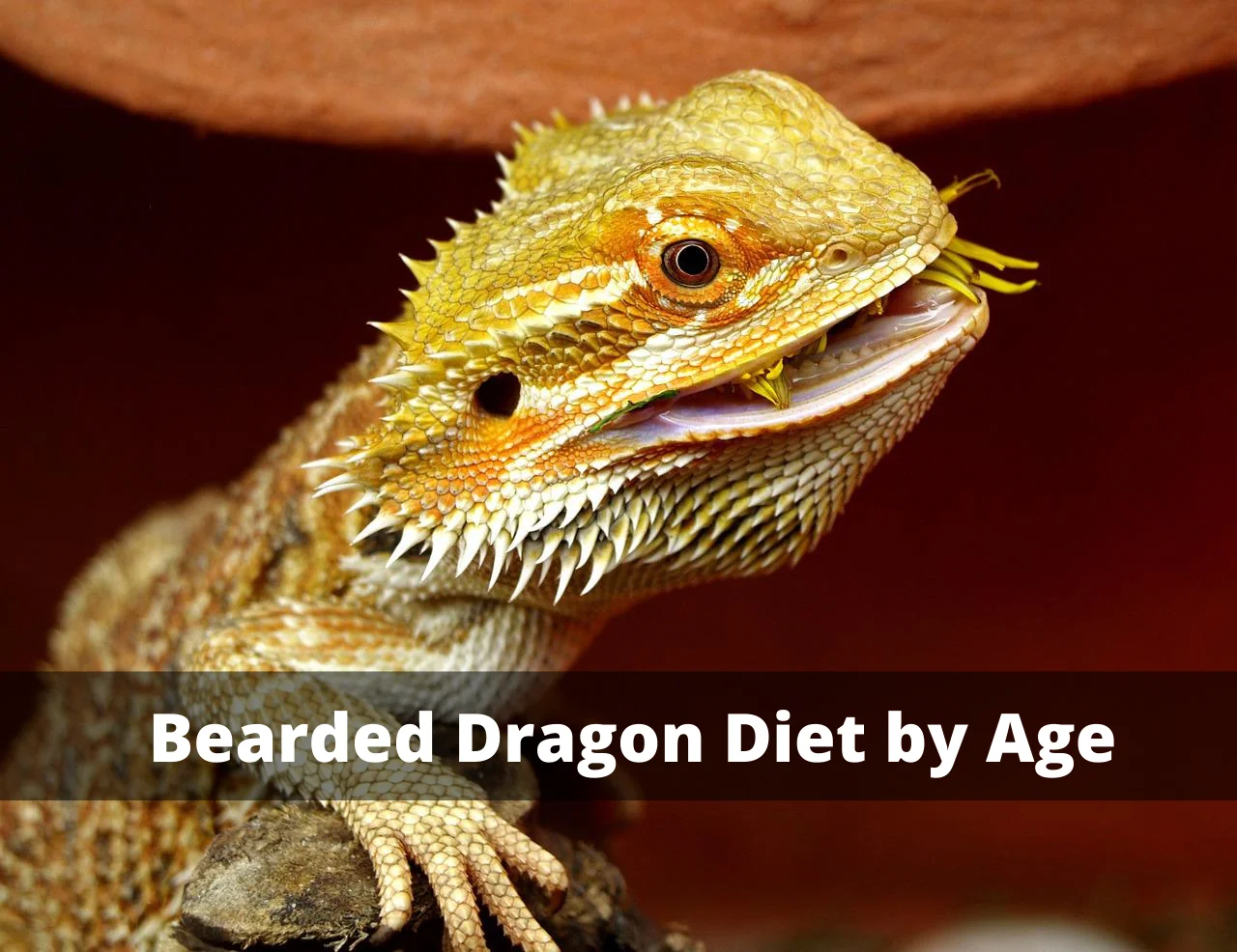 bearded dragon insects