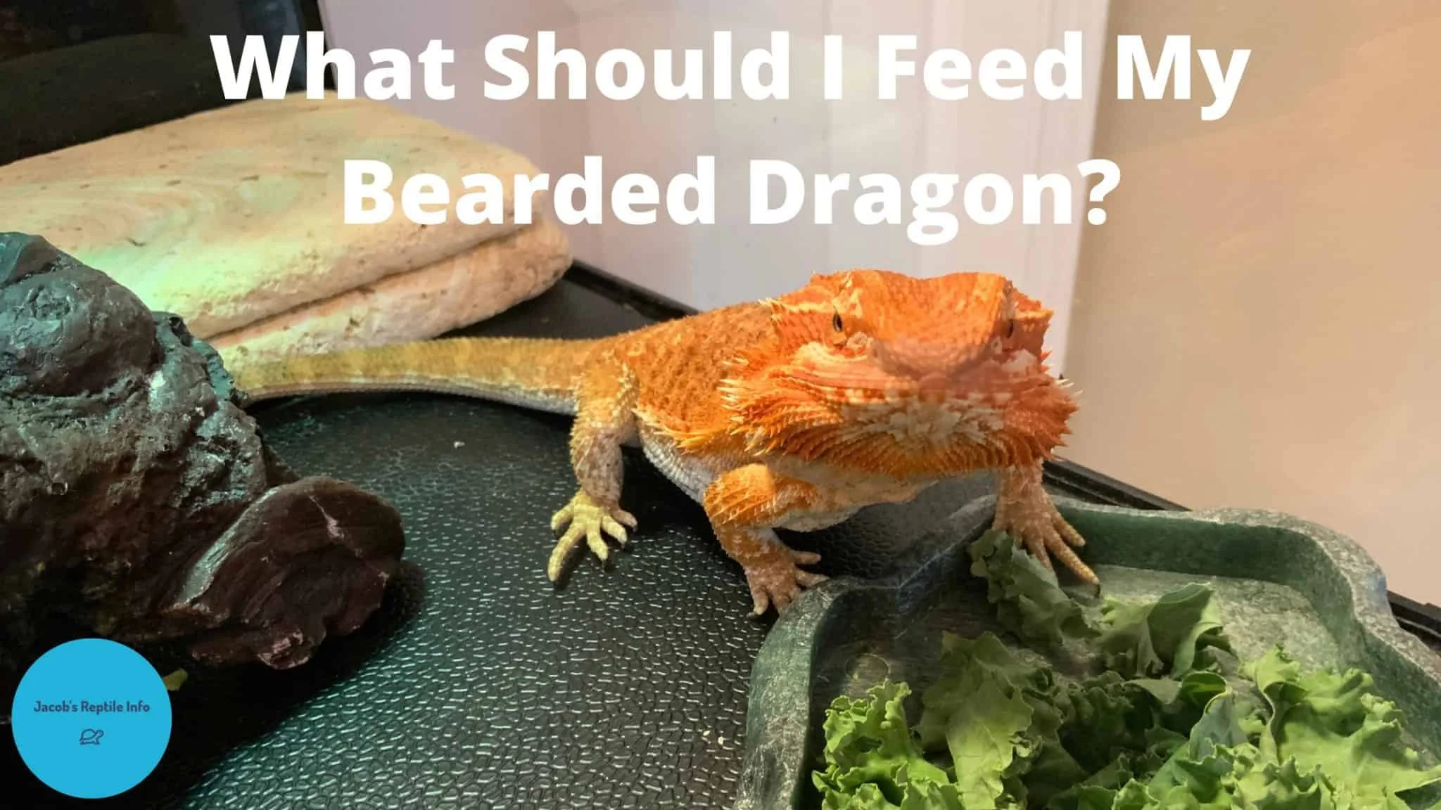 bearded dragon weighing