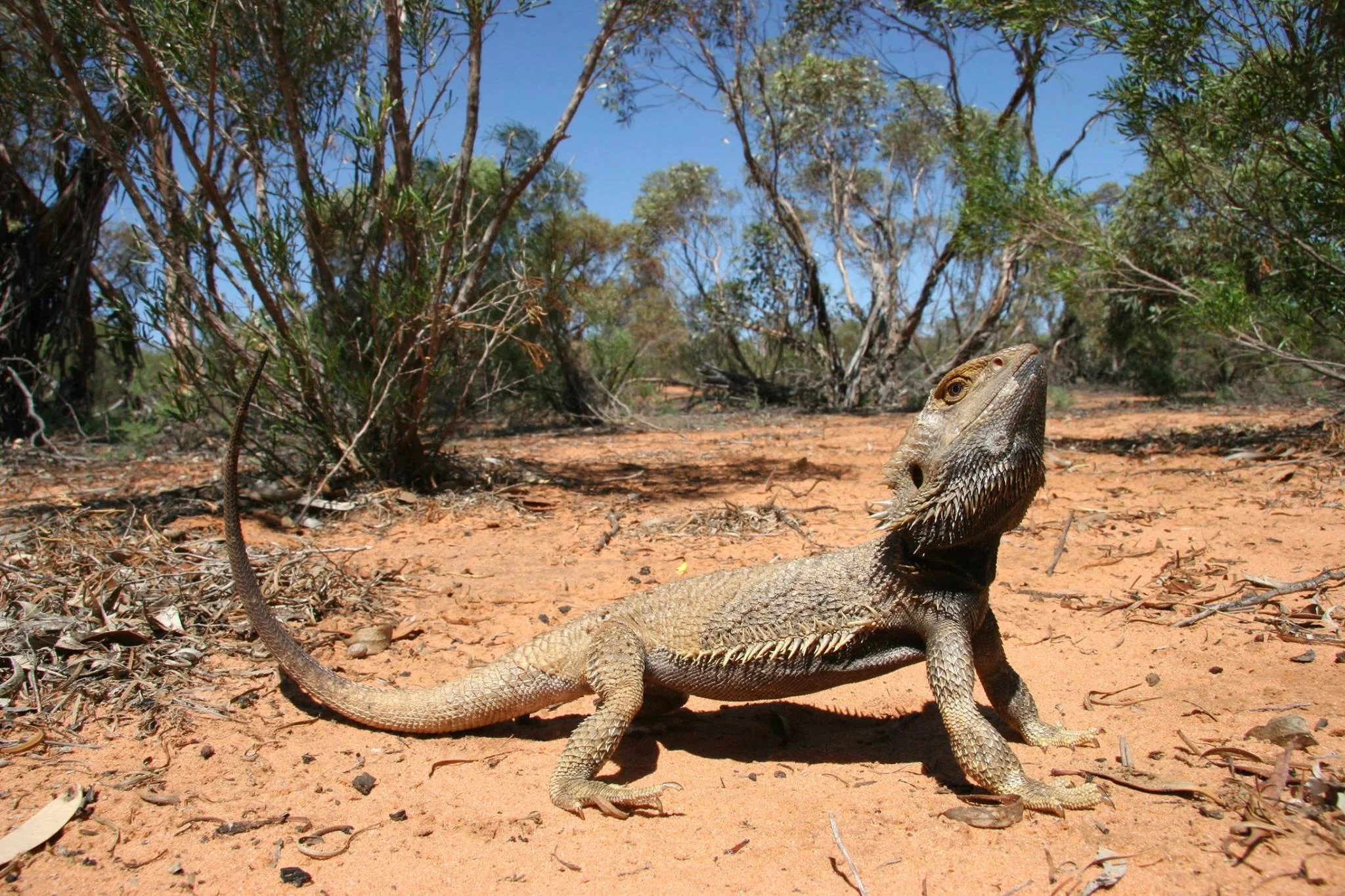 bearded dragon feeding and hydration