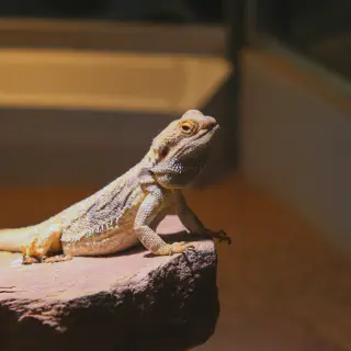 img/230_bearded-dragon-basking.webp