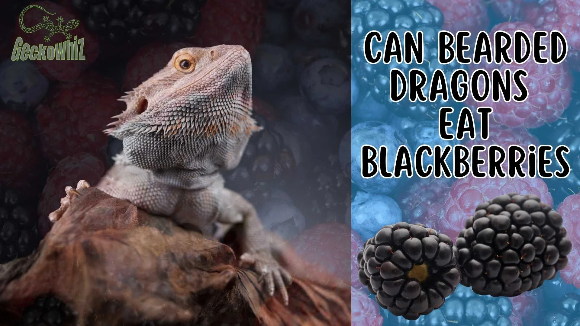 bearded dragon feeding schedule