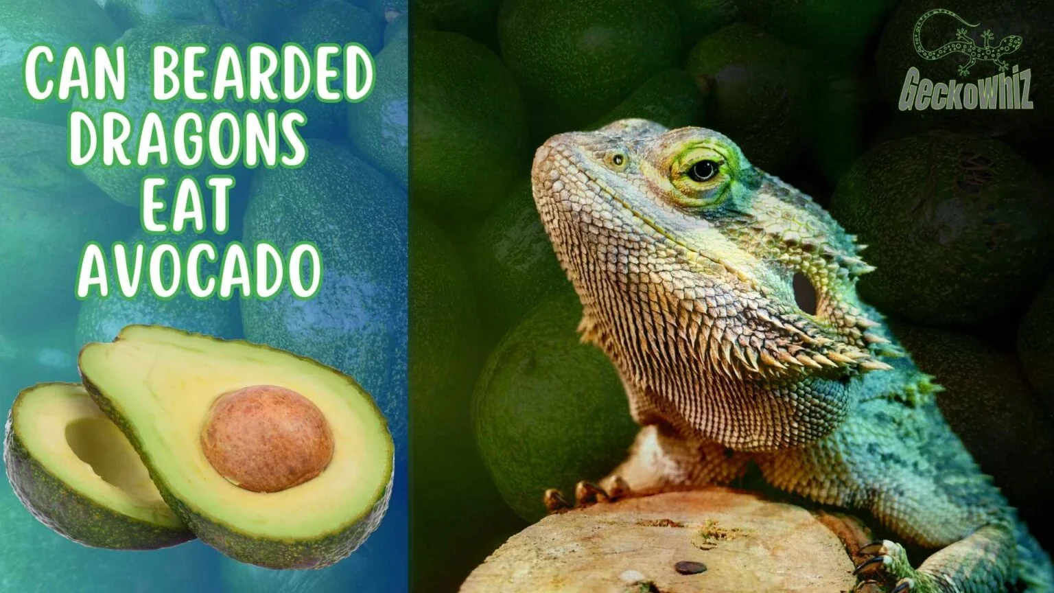 bearded dragon water