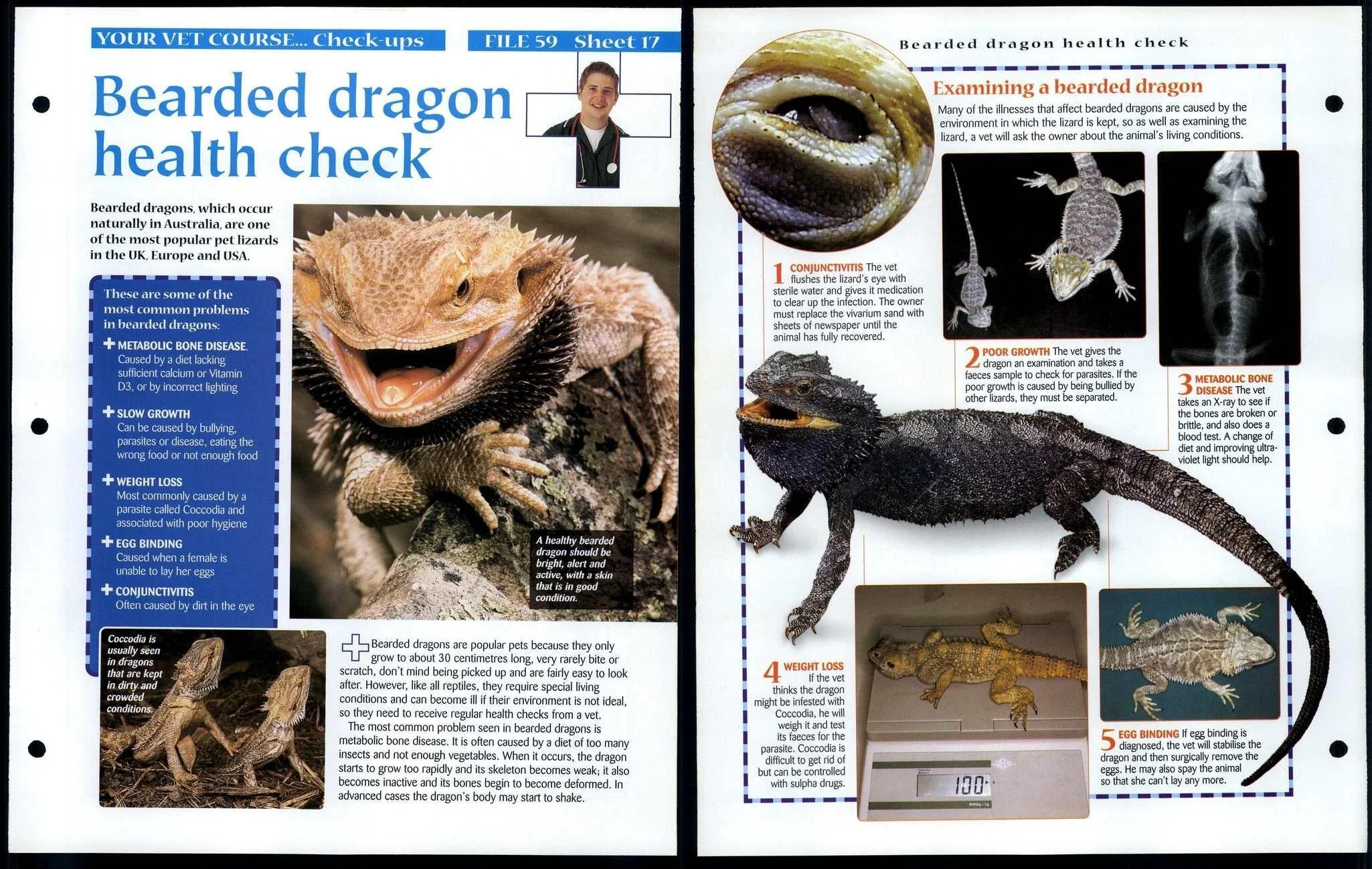 bearded dragon daily observation