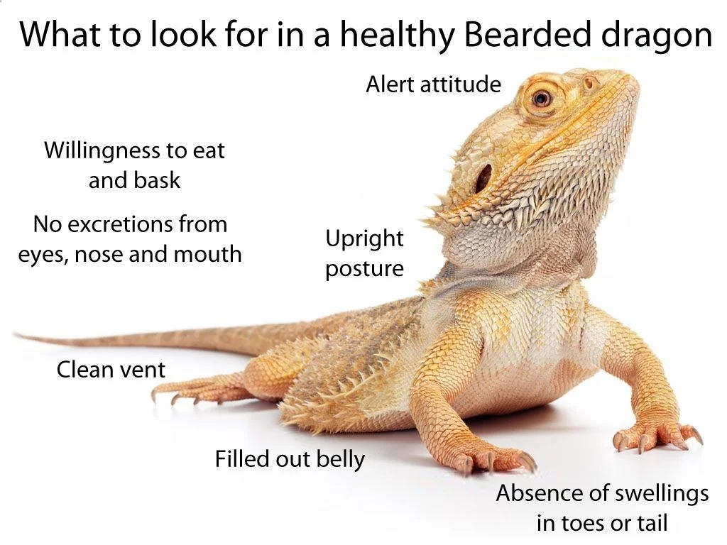 bearded dragon fecal matter