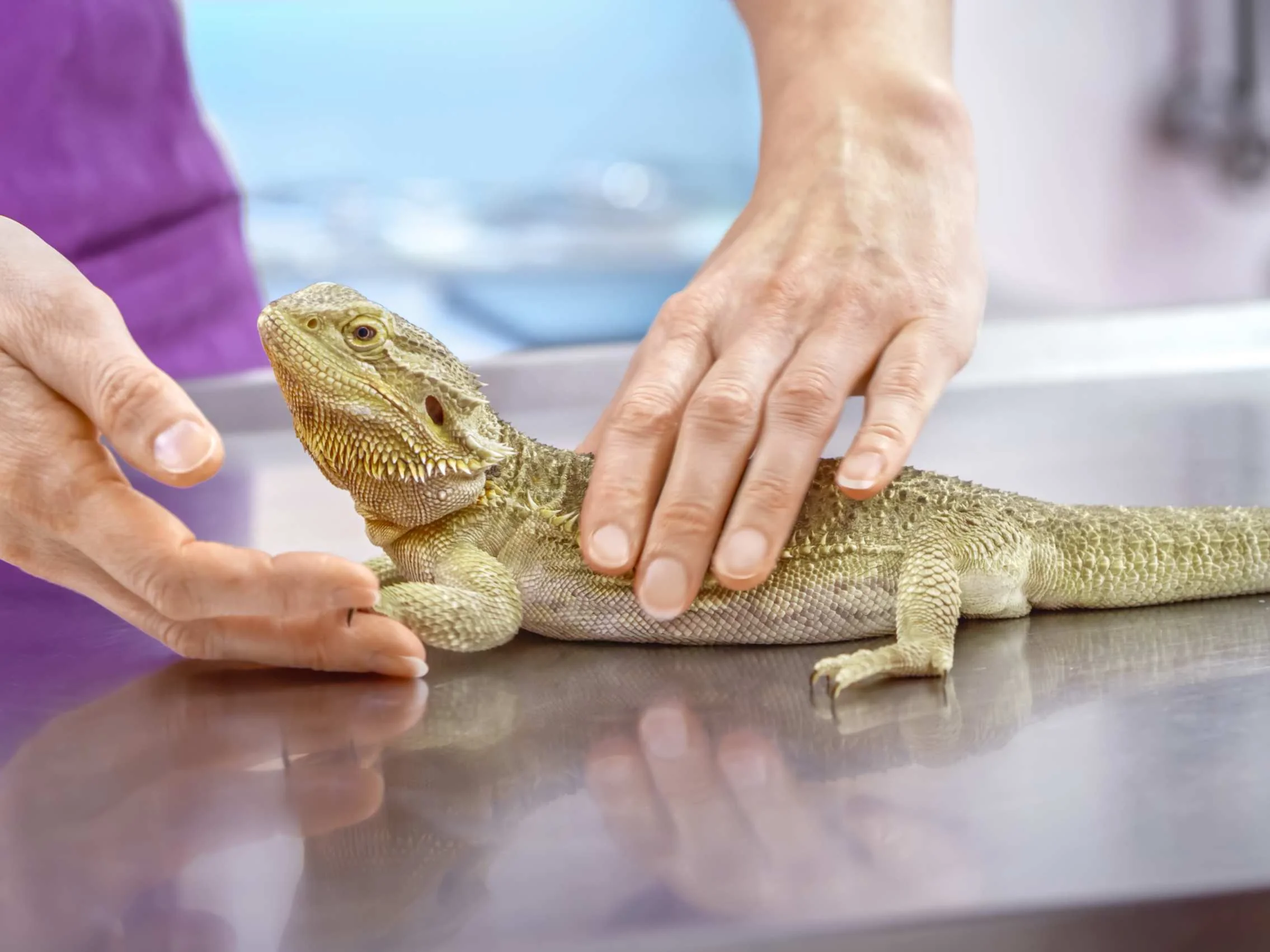 img/23_bearded-dragon-health-check-overall.webp