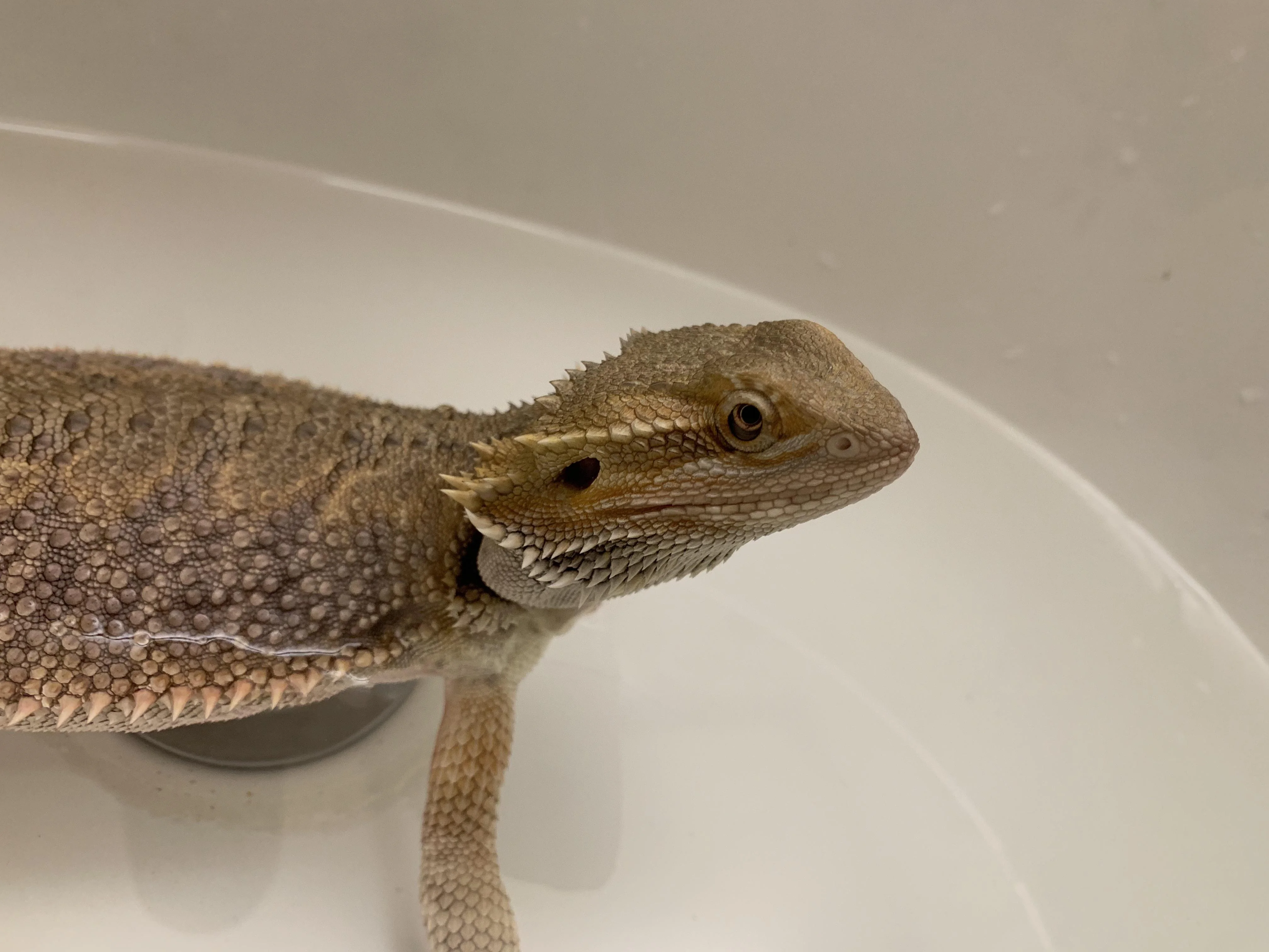 bearded dragon healthy