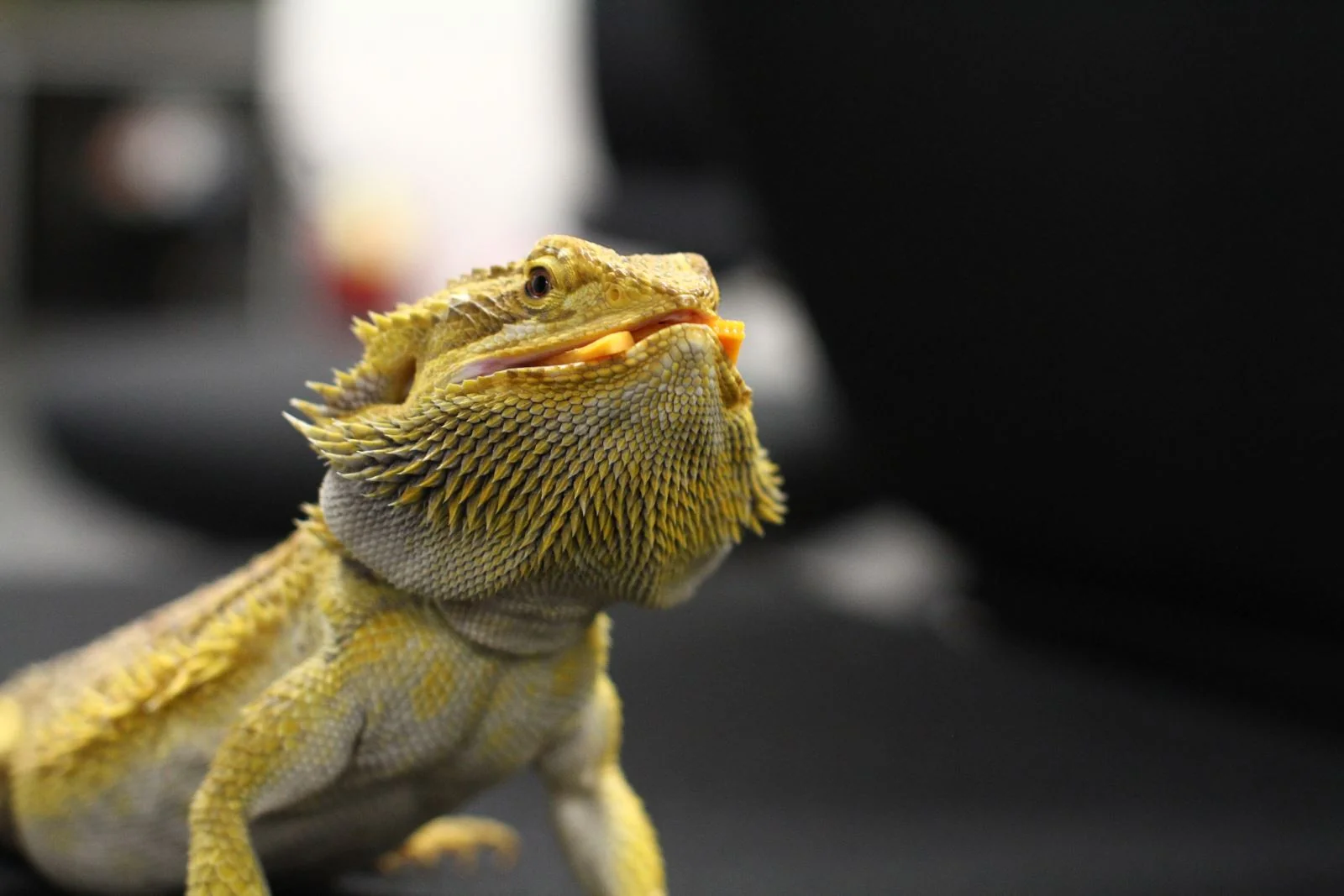 bearded dragon skin scales