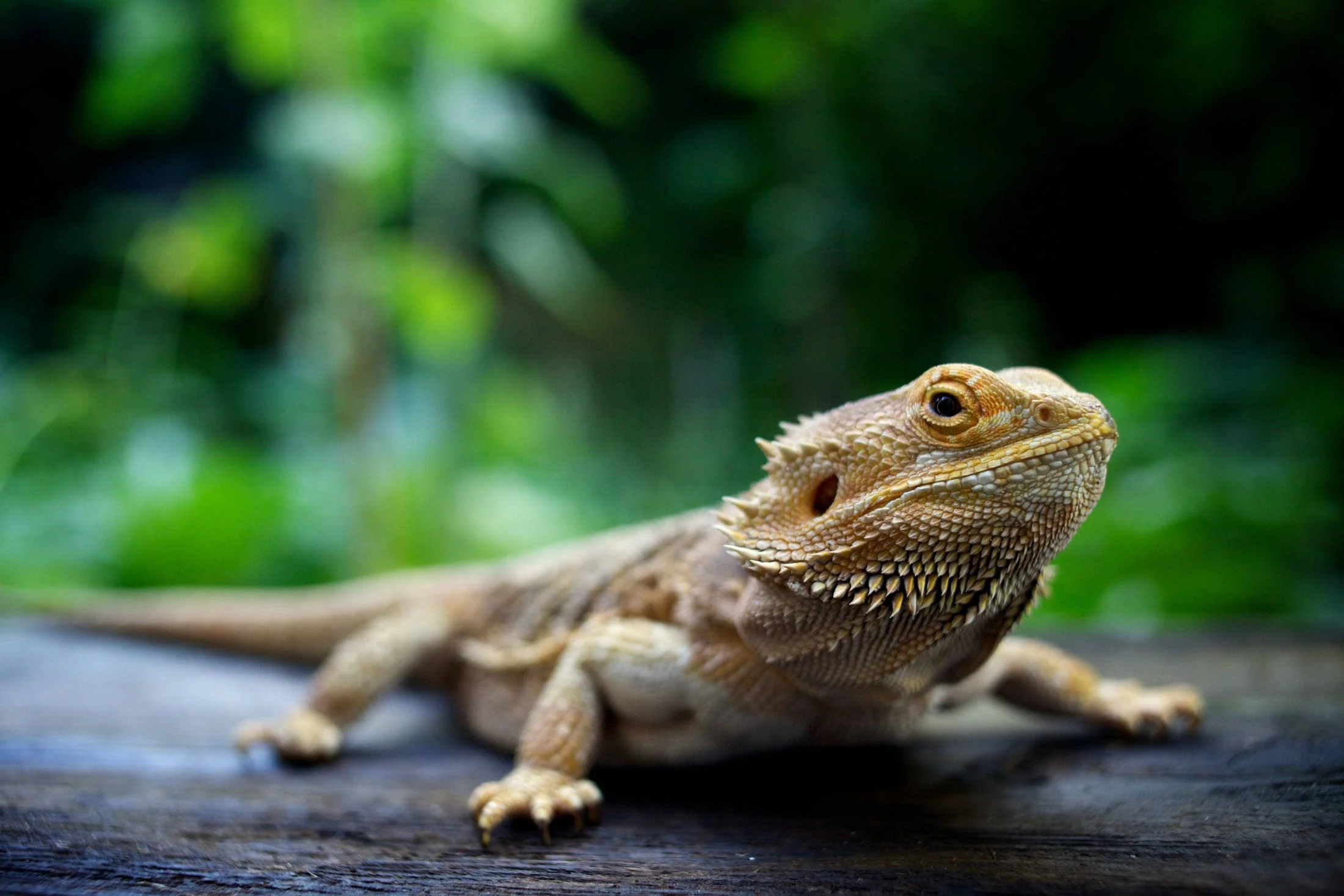 bearded dragon weighing
