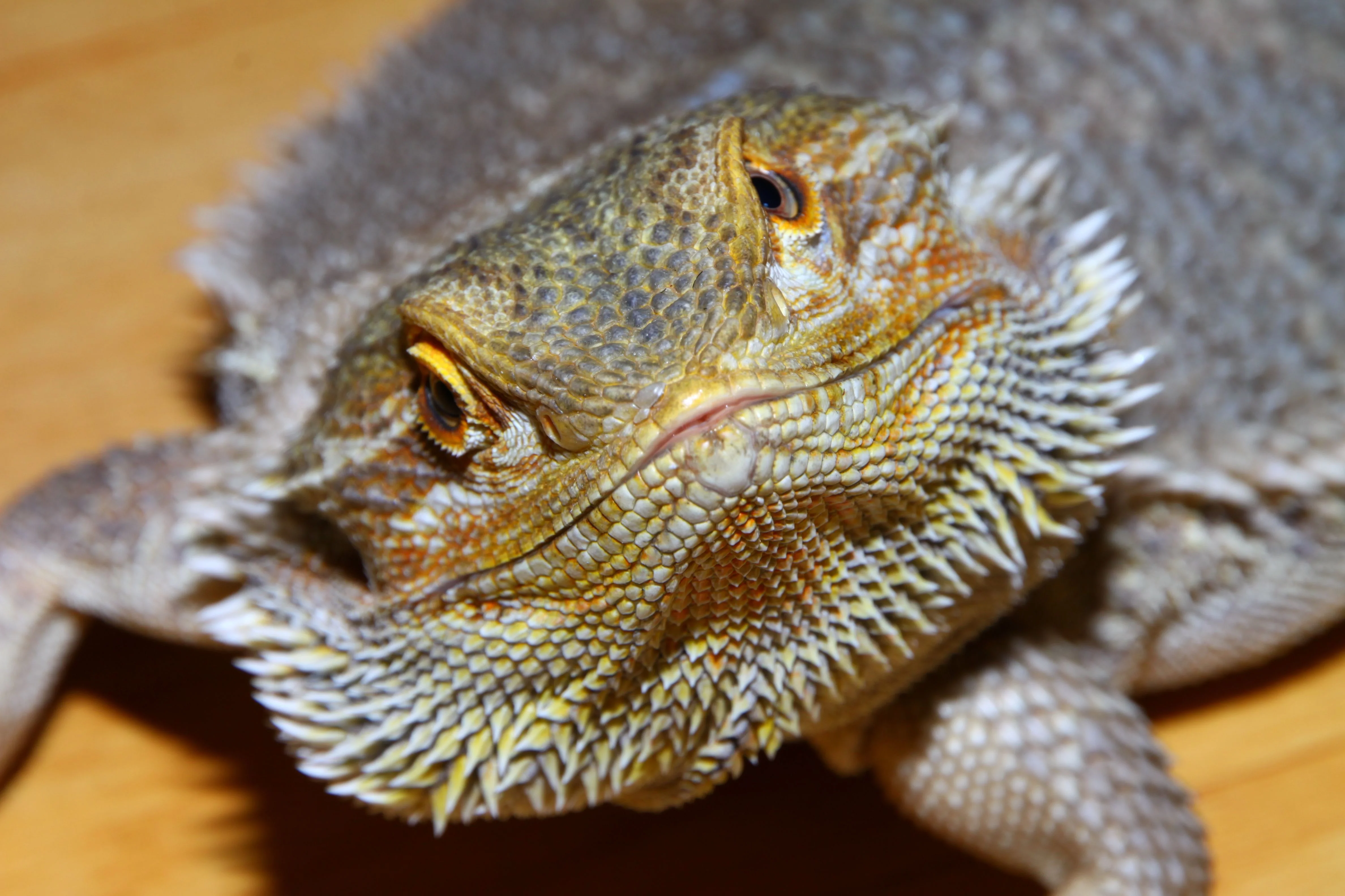 reptile veterinarian