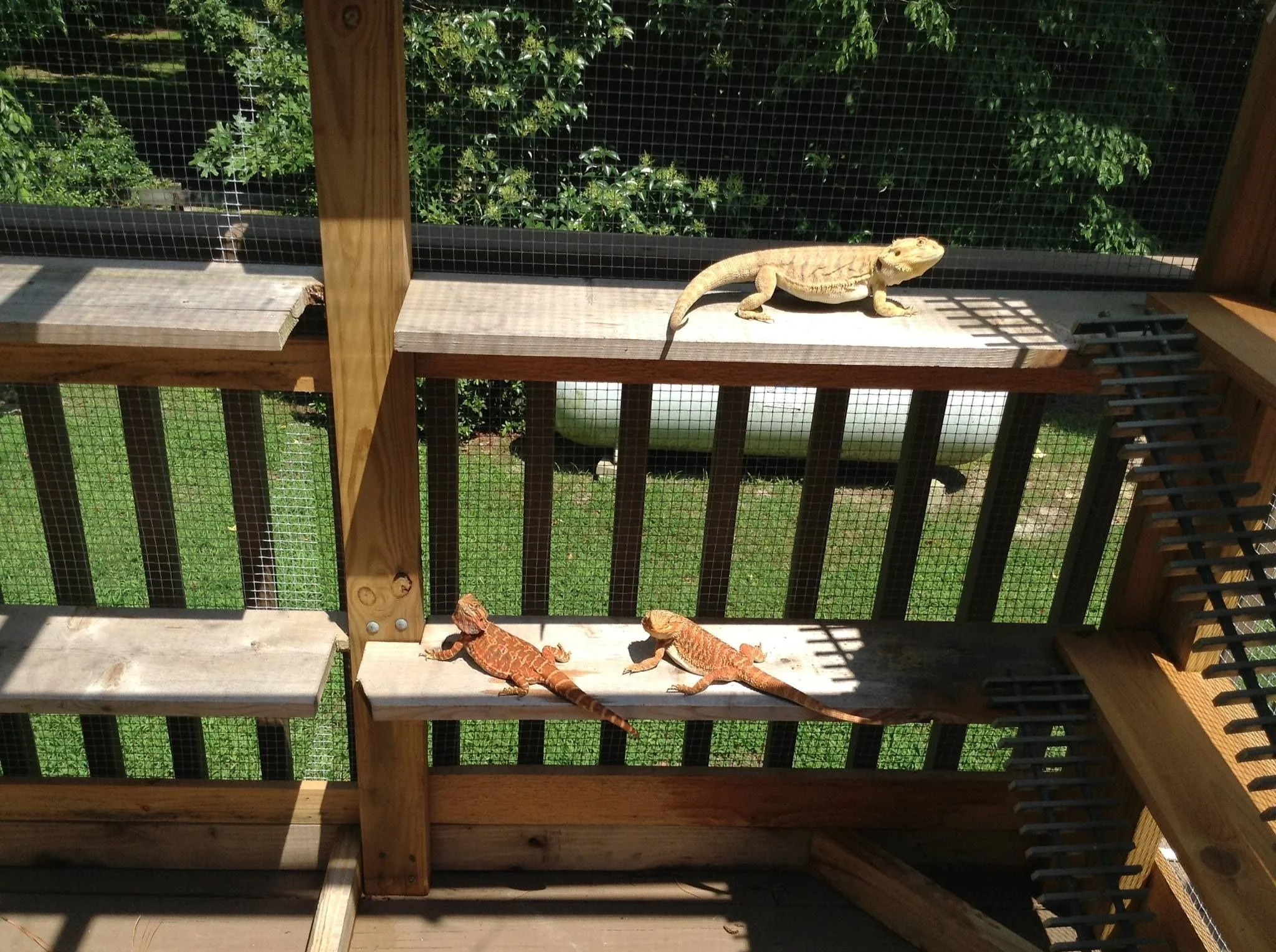 bearded dragon sensory