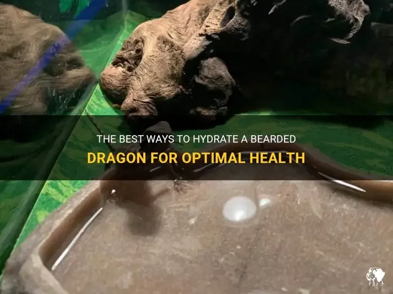 dehydrated bearded dragon