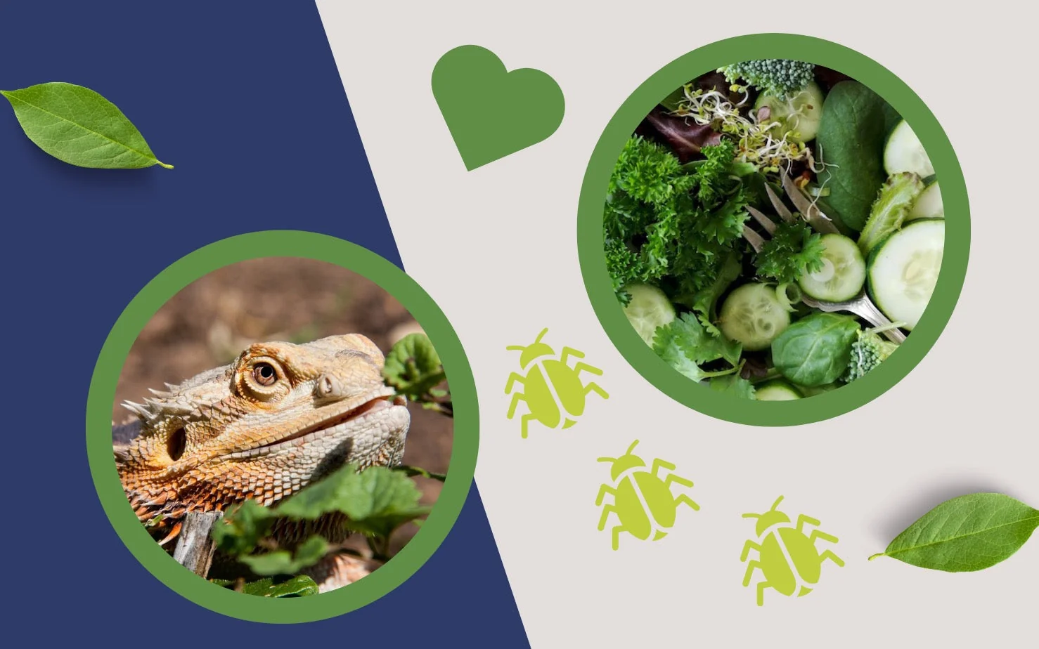 bearded dragon vegetables