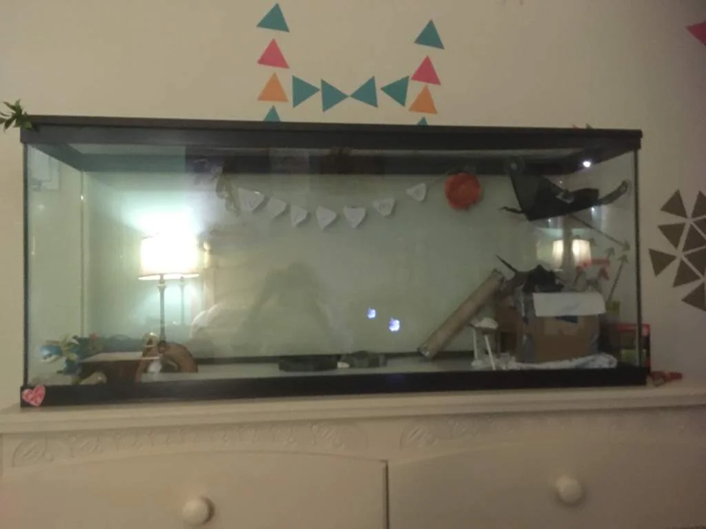 bearded dragon cloudy climate