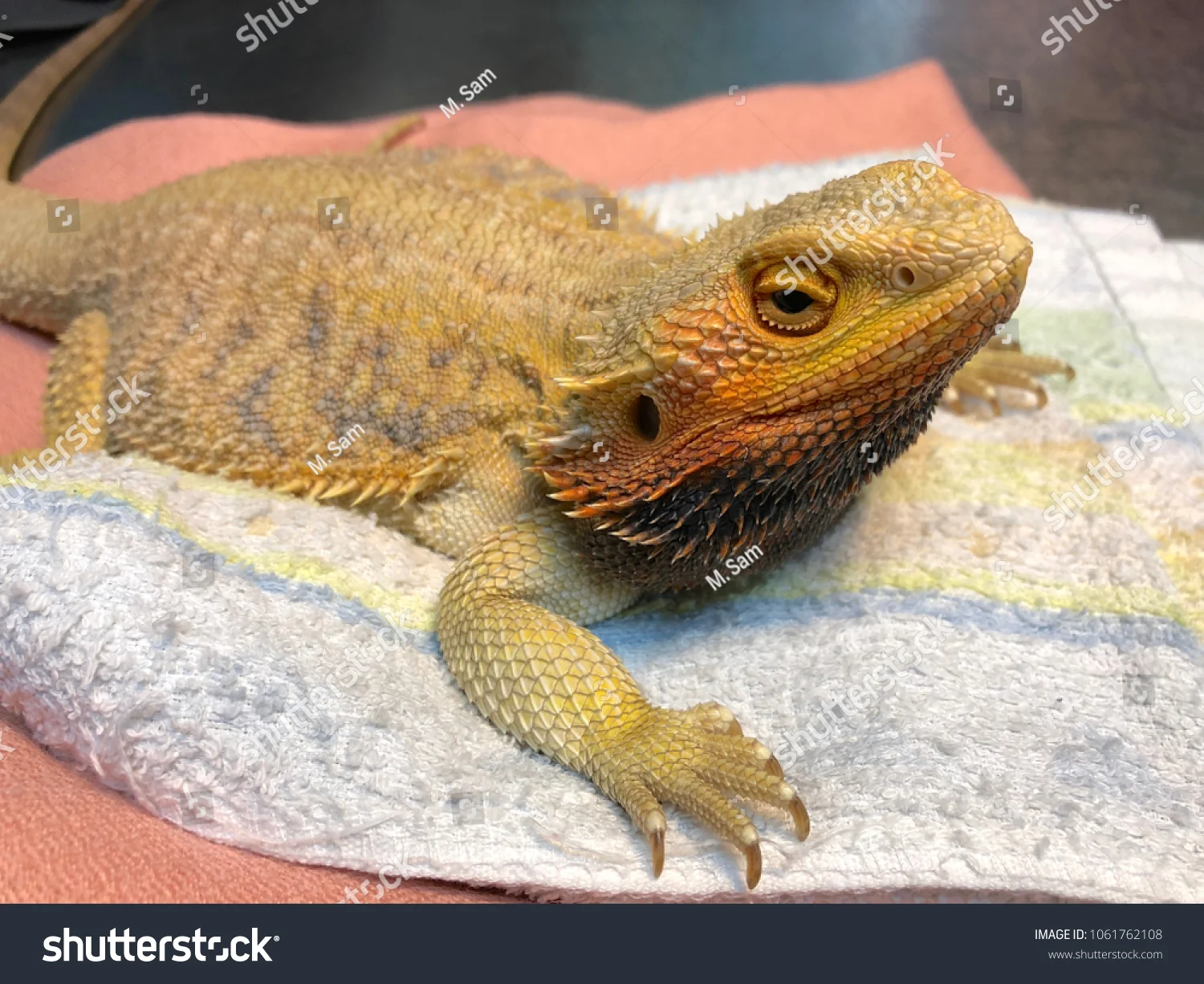 bearded dragon healthy habitat