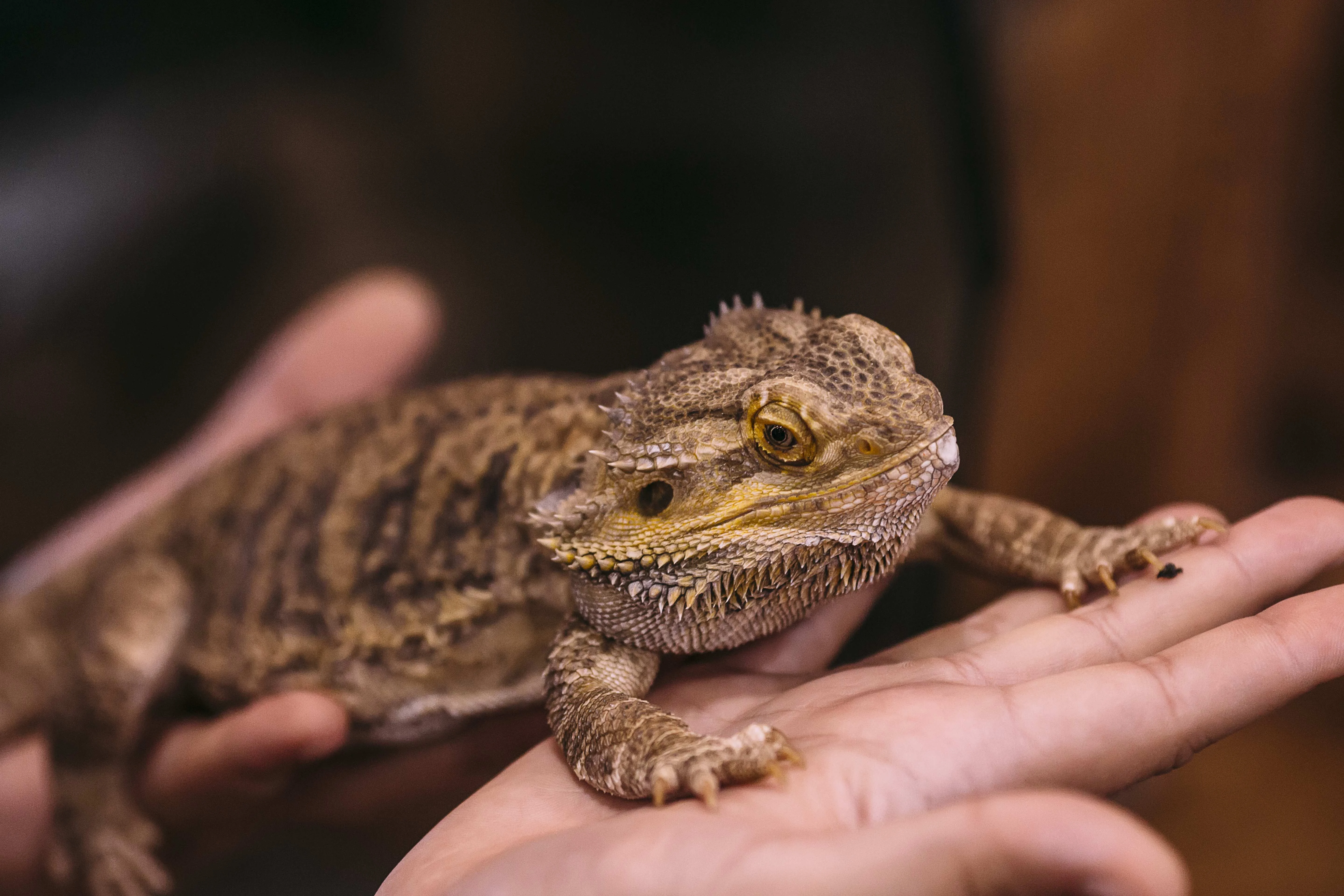 bearded dragon mbd