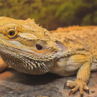 img/24_bearded-dragon-vet-visit.webp