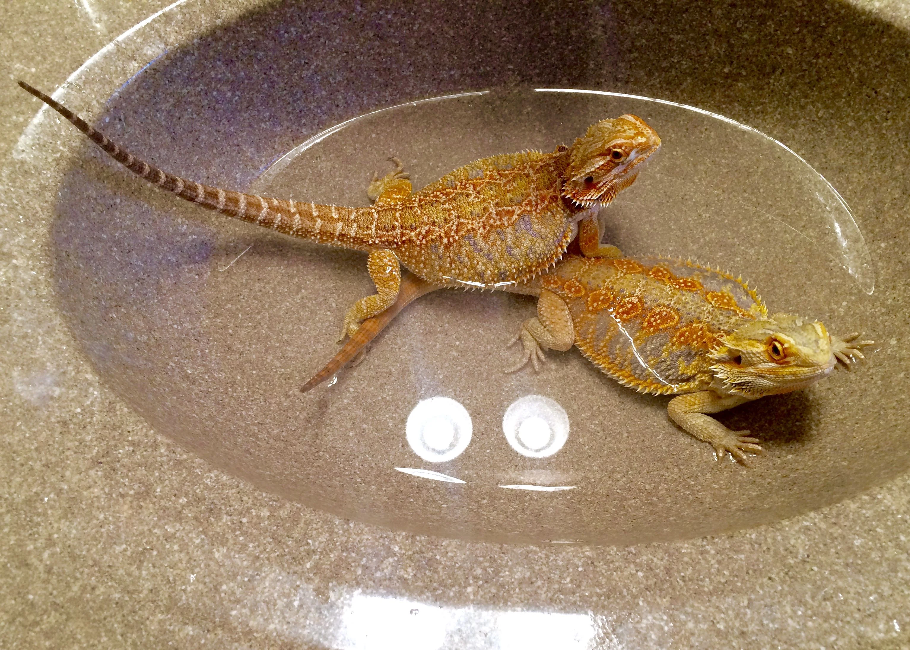bearded dragon cleaning substrate