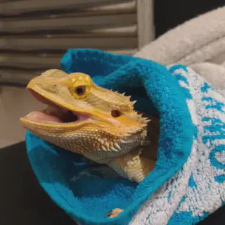 img/252_bearded-dragon-cleaning-tank.webp