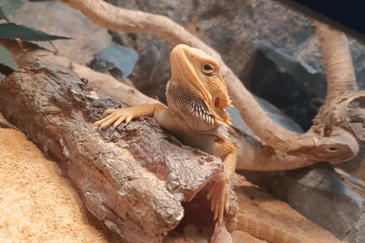 bearded dragon spot cleaning