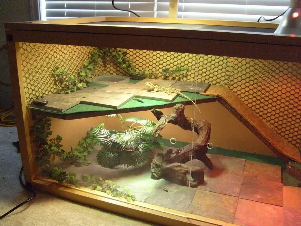 bearded dragon decor