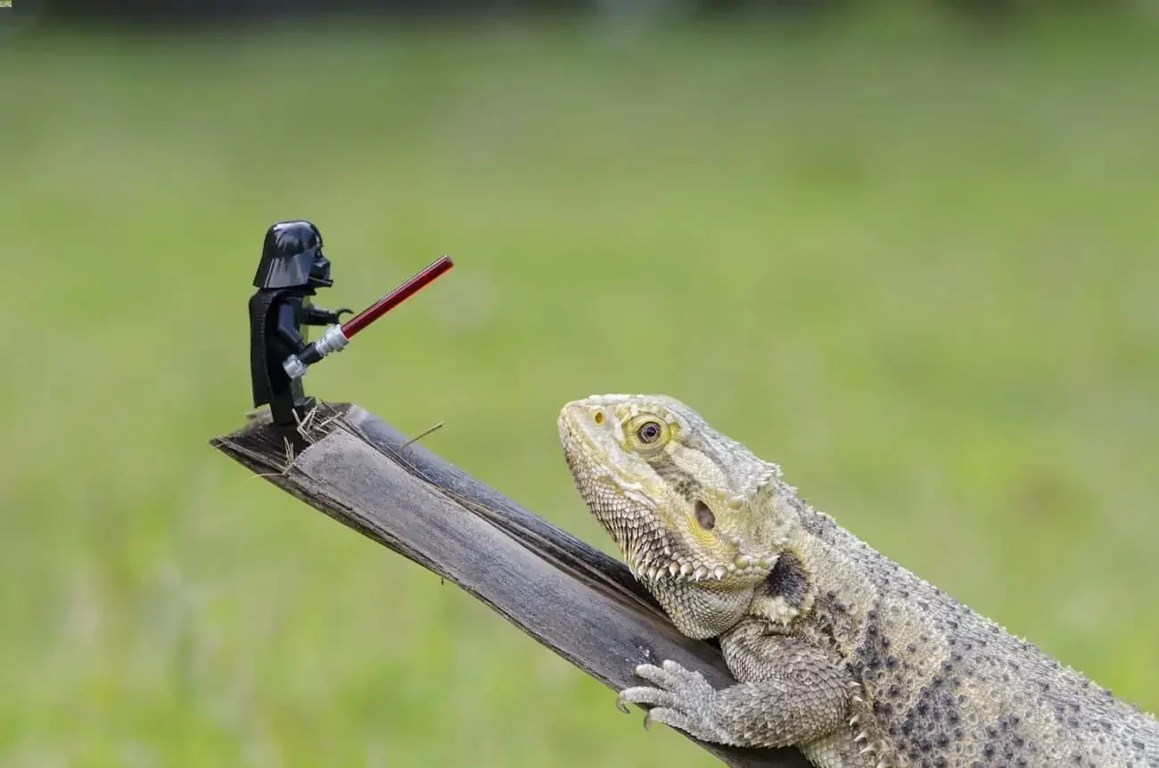 bearded dragon substrate