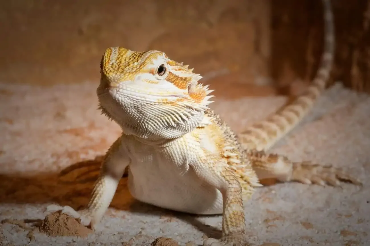 bearded dragon protein sources