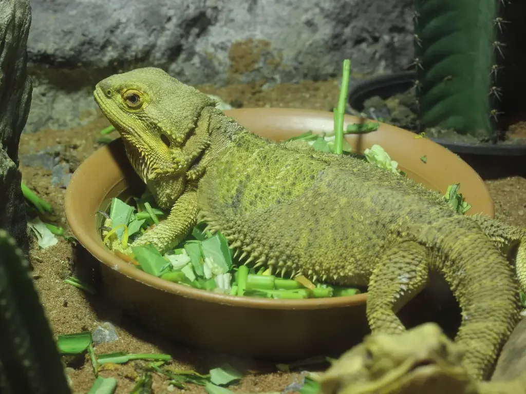 bearded dragon weighing