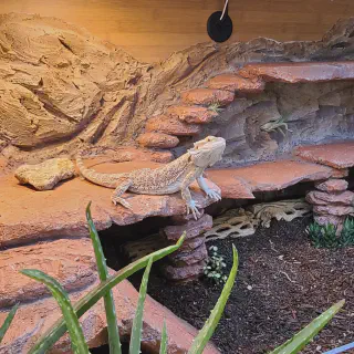img/268_bearded-dragon-indoor-habitat.webp