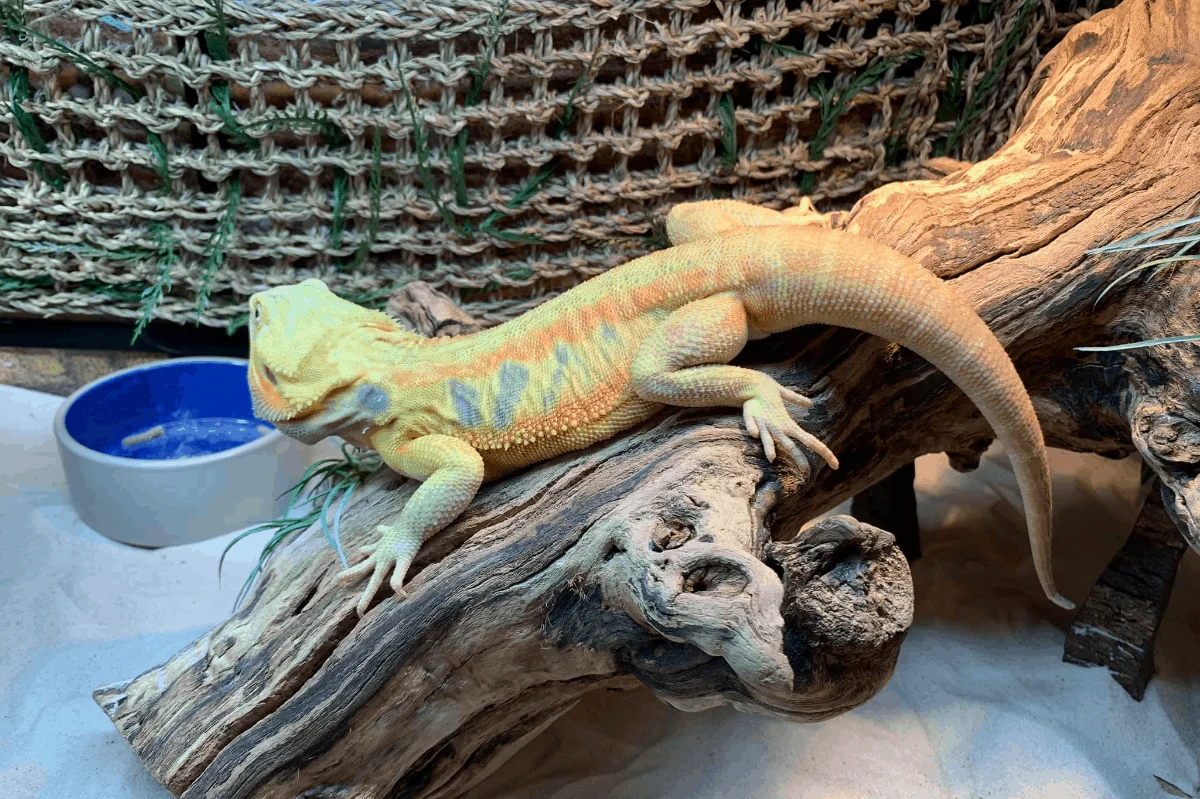 bearded dragon balanced diet