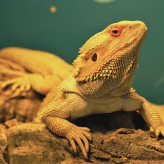 img/269_bearded-dragon-uvb-health-benefits.webp