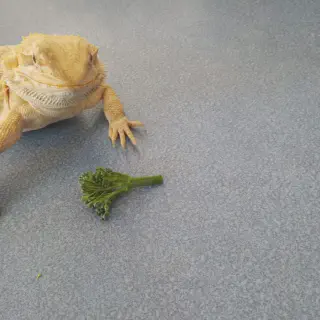 img/26_bearded-dragon-eating.webp