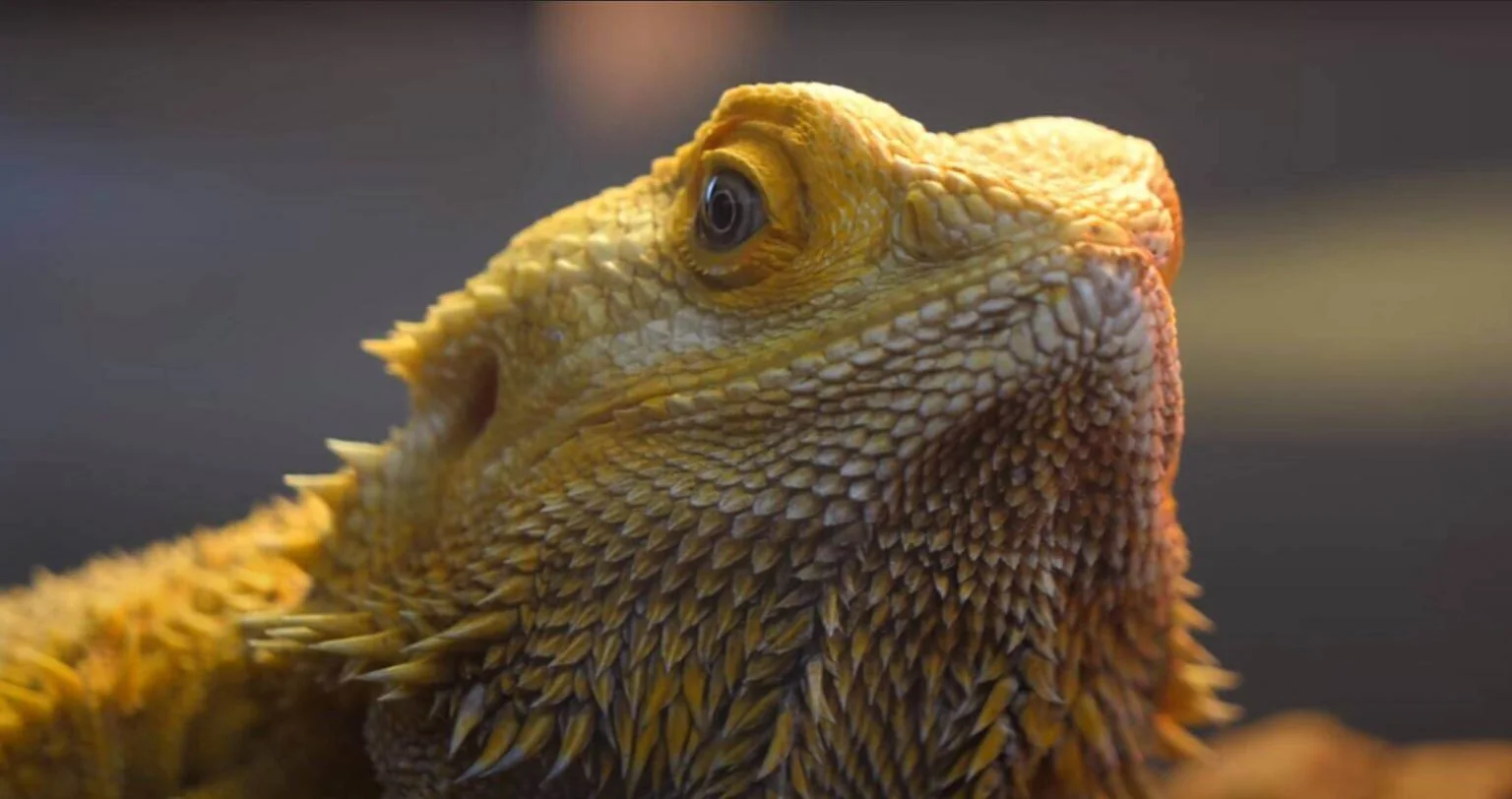 bearded dragon gut loading