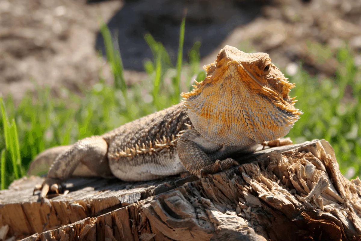 bearded dragon uvb light